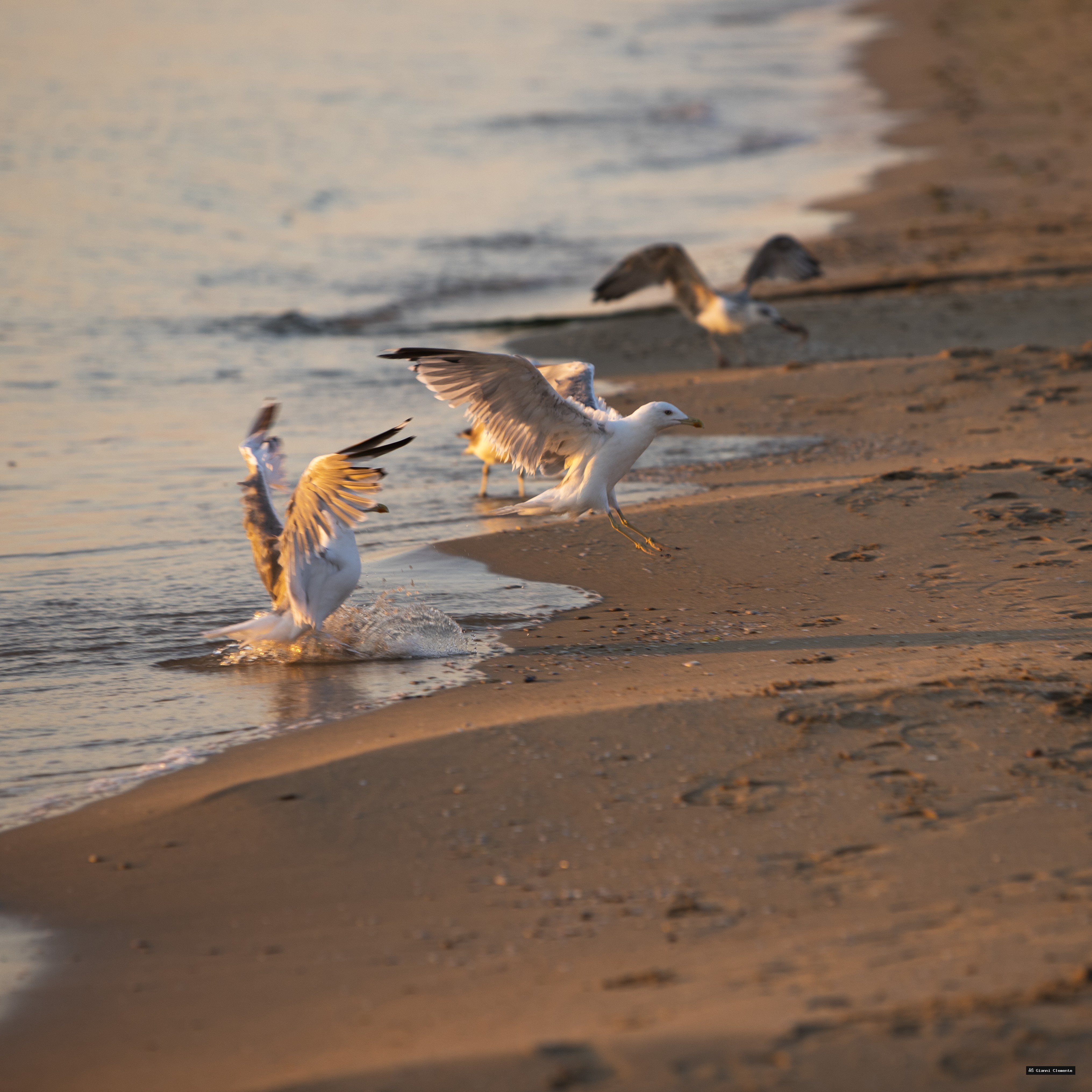 Gab 20260325 233325 2