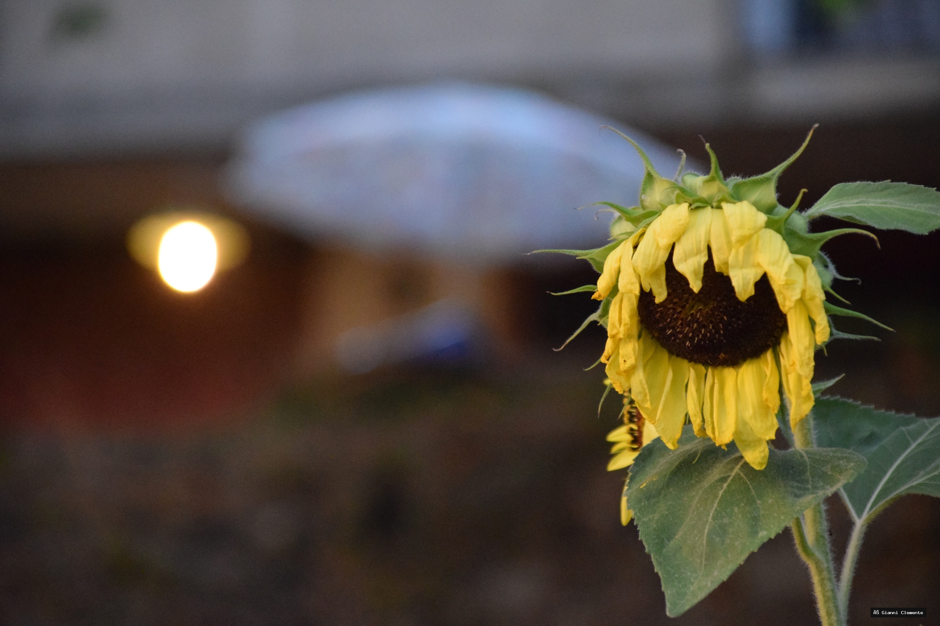 Luce